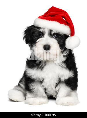 Süße Weihnachten Havaneser Welpe Hund mit einer Weihnachtsmütze Stockfoto