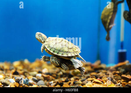 Zwei Schildkröten schwimmen im Aquarium eine über die andere Stockfoto