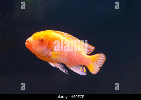 Eine orange Mbunas Fische schwimmen auf schwarzem Hintergrund Stockfoto