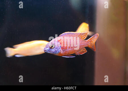 Foto von Haplochromis Kadango Fische im Aquarium Tank schwimmen Stockfoto