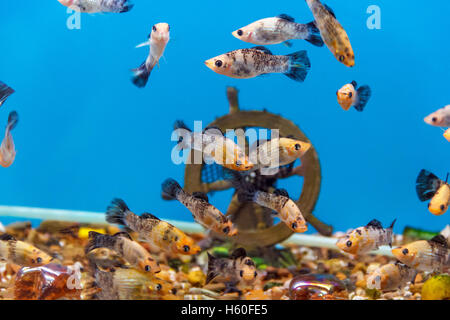Große Menge an kleine Fische schwimmen im aquarium Stockfoto
