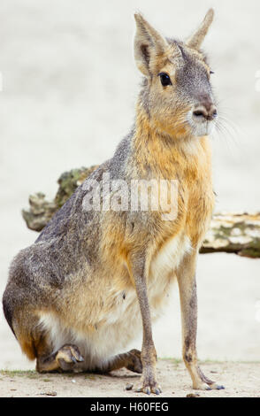 Mara, eine große Verwandte von Meerschweinchen, die sich hinsetzt. Stockfoto