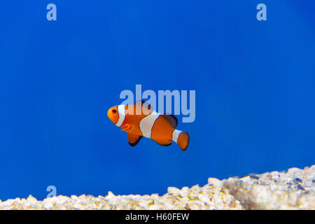 Ein Clown Fisch auf blauem Hintergrund Schwimmen im aquarium Stockfoto