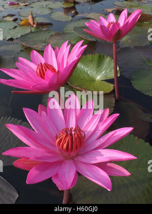 Drei blühende lebendige rosa Lotusblumen in einem See, Hochformat Stockfoto