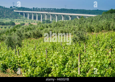 Autobahn von Rosignano Solvay nach Livorno, Livorno, Italien, Brücke über das Tal Stockfoto