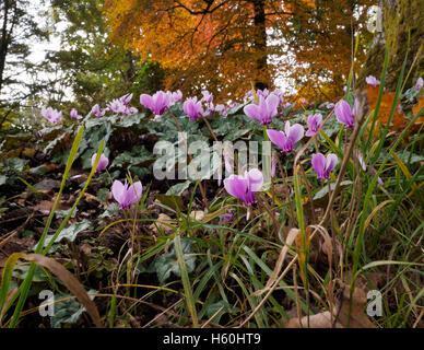 Wilde Cyclamen (Persicum) in voller Blüte Stockfoto