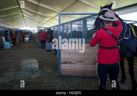 RCMP Mountie Zeremonie Pferd vorbereiten Stockfoto