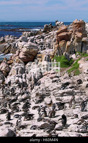 Afrikanische Pinguine, Südafrika Stockfoto