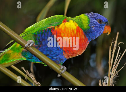 Regenbogen Lorikeet (Trichoglossus Moluccanus) Stockfoto