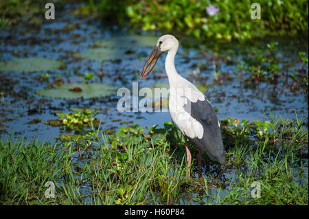 Asiatischer Openbill, Anastomus Oscitans, Yala-Nationalpark, Sri Lanka Stockfoto