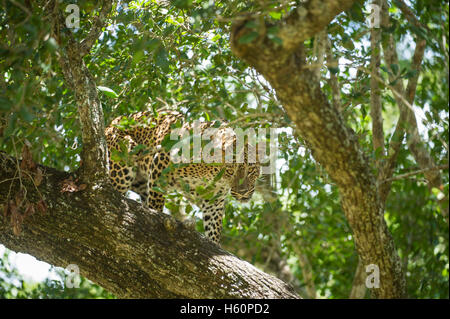 Leoparden in einem Baum (Panthera Pardus), Yala-Nationalpark, Sri Lanka Stockfoto