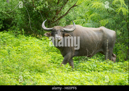 Wilden Wasserbüffels Bubalus Bubalus, Yala-Nationalpark, Sri Lanka Stockfoto