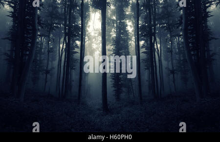 Dunklen Wald im Nebel Stockfoto