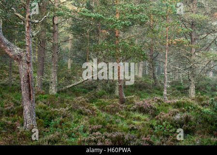 Föhren (Pinus Sylvestris) im Wald, Wald Abernethy, Überrest des kaledonischen Waldes im Strathspey, Scotland, UK Stockfoto