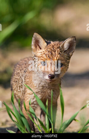 Rotfuchs (Vulpes Vulpes) Cub / kit mit nasses Fell im Feld im Frühjahr einweichen Stockfoto