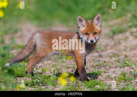 Süße rote Fuchs (Vulpes Vulpes) Cub / kit auf Wiese mit Wildblumen im Frühjahr Stockfoto