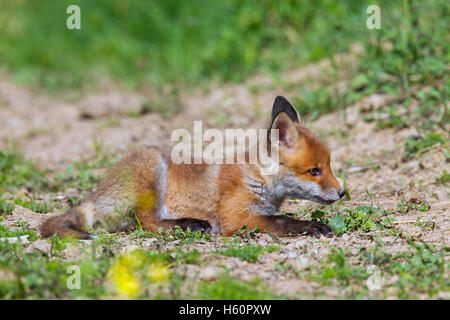 Süße rote Fuchs (Vulpes Vulpes) Cub / kit liegen im Feld im Frühjahr Stockfoto