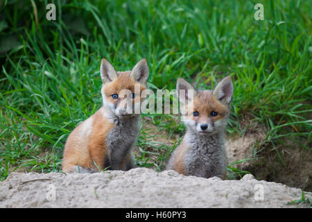 Zwei niedliche Rotfuchs (Vulpes Vulpes) jungen / Kits sitzen am Eingang der Höhle auf der Wiese im Frühling Stockfoto