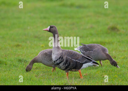 Herde von White – Blässgänse Gänse (Anser Albifrons) auf Nahrungssuche in Grünland im Herbst Stockfoto