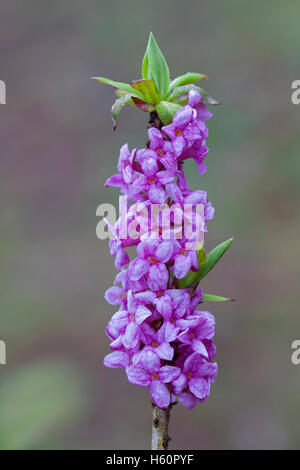 Februar Daphne / Seidelbast / Wolfsmilch Laurel (Daphne Mezereum) Blüte im Frühjahr Stockfoto