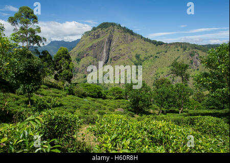 Blick auf Ella Rock gesehen von Little Adams Peak mit Tee vor, Ella, Sri Lanka Stockfoto