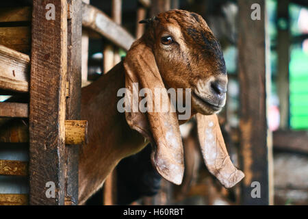 Kopf der Ziege im Käfig Stockfoto