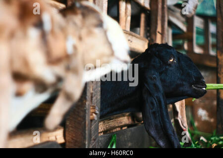 Ziege im Käfig Stockfoto