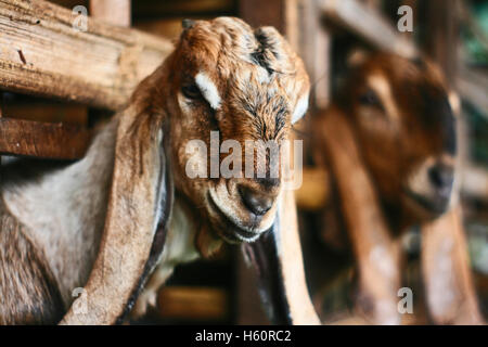 Ziege im Käfig Stockfoto