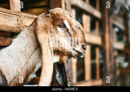 Ziege im Käfig Stockfoto