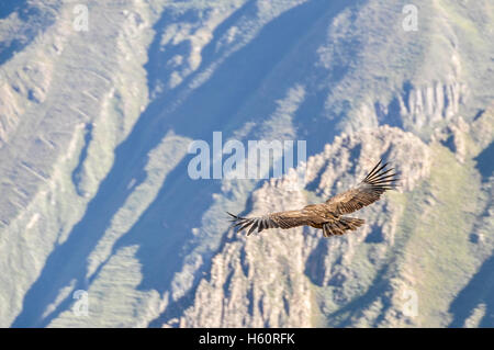 Kondore fliegen über die Klippen im Colca Canyon, Peru Stockfoto