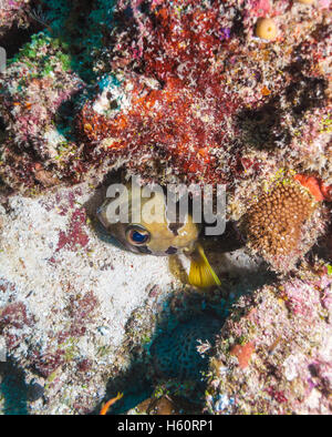 Die Black blotched Igelfischen (Diodon Liturosus), auch bekannt als Shortspine Igelfischen, Malediven Stockfoto