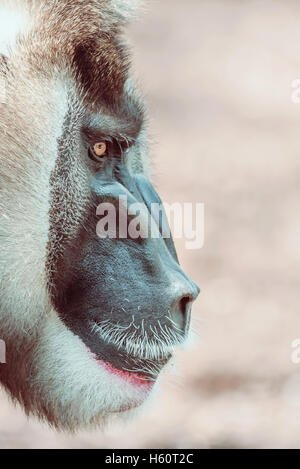 Bohren Sie Affe (Mandrillus Leucophaeus) Porträt Stockfoto