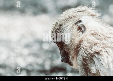 Affenbaby Drill (Mandrillus Leucophaeus) Stockfoto