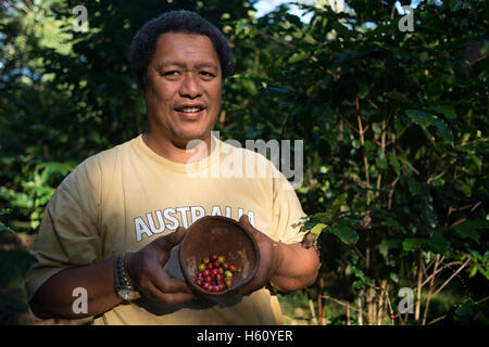 Atiu Island. Cook Island. Polynesien. Süd-Pazifik. Einer der Züchter lehrt Kaffeebohnen auf der Insel Polynes angebaut Stockfoto