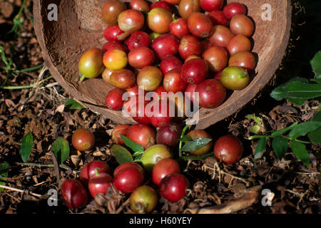 Atiu Island. Cook Island. Polynesien. Süd-Pazifik. Einige der Kaffeebohnen in die Atiu Coffee Factory in Atiu Isla angebaut Stockfoto