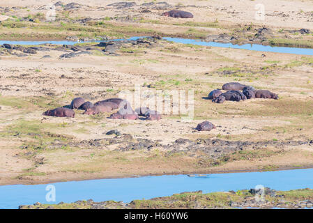 Nilpferde am Ufer im Kruger National Park, berühmt Reiseziel in Südafrika. Stockfoto