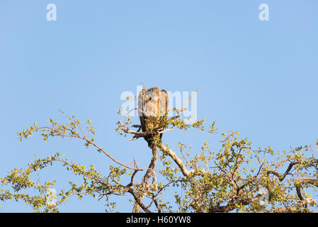 Brown-Geier thront auf Acacia Ast. Tele-Ansicht, klaren, blauen Himmel. Krüger-Nationalpark, Reiseziel im Süden A Stockfoto