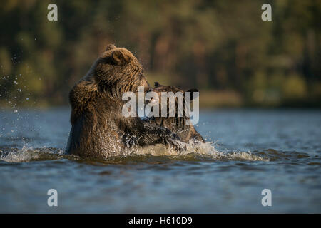 Eurasische Braunbären / Braunbaeren (Ursus Arctos) spielen im Wasser, Fluss, See, kämpfen, kämpfen, in spielerischen Kampf. Stockfoto