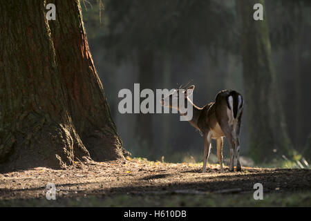 Damhirsch auf einer Rodung stehend, dunkle Wälder, Flehmhering, bedrohlich im Scheinwerferlicht, typisches Verhalten, Tierwelt, Europa. Stockfoto
