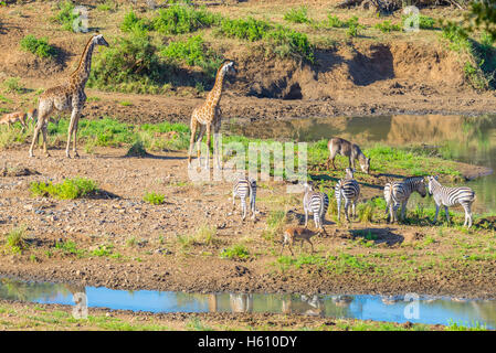 Herde von Zebras, Giraffen und Antilopen grasen auf Shingwedzi Flussufer im Krüger Nationalpark, großen Reiseziel in Stockfoto