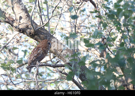 Waldkauz (Strix Aluco) thront auf einem Baum rechts, Andalusien, Spanien. Stockfoto