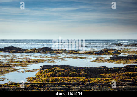 Dichtungen, sonnen sich auf den Felsen am Birsay Bay, Mainland Orkney, Schottland, UK Stockfoto