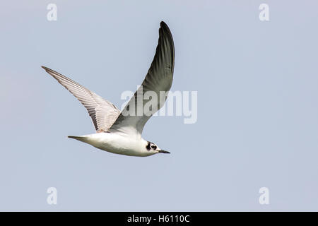 Weißen geflügelten schwarzen Seeschwalbe (Winterkleid) im Flug Stockfoto