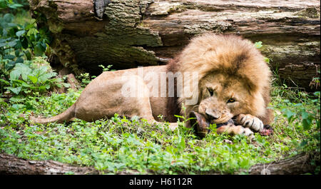 Horizontale close up Portrait of an African Lion. Stockfoto