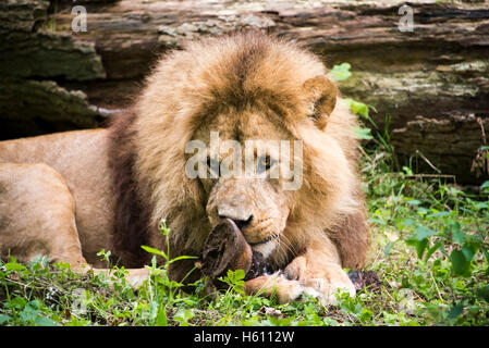 Horizontale close up Portrait of an African Lion. Stockfoto