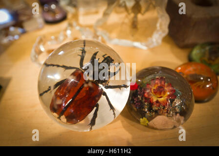 Souvenirs mit Insekten bedeckt im Glas in Niagarafälle Schmetterling Konservatorium laden. Stockfoto