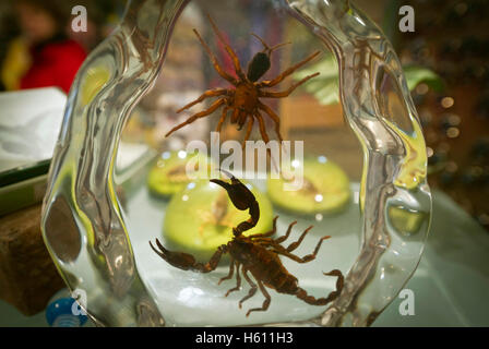 Souvenirs mit Insekten bedeckt im Glas in Niagarafälle Schmetterling Konservatorium laden. Stockfoto