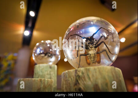 Souvenirs mit Insekten bedeckt im Glas in Niagarafälle Schmetterling Konservatorium laden. Stockfoto