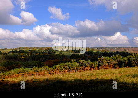 Ashdown Forest bei Nutley Sussex UK Stockfoto