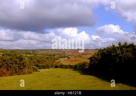 Ashdown Forest bei Nutley Sussex UK Stockfoto